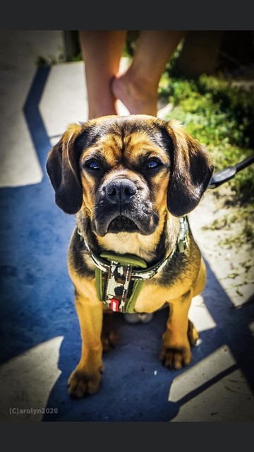 dogs and puppies gumtree